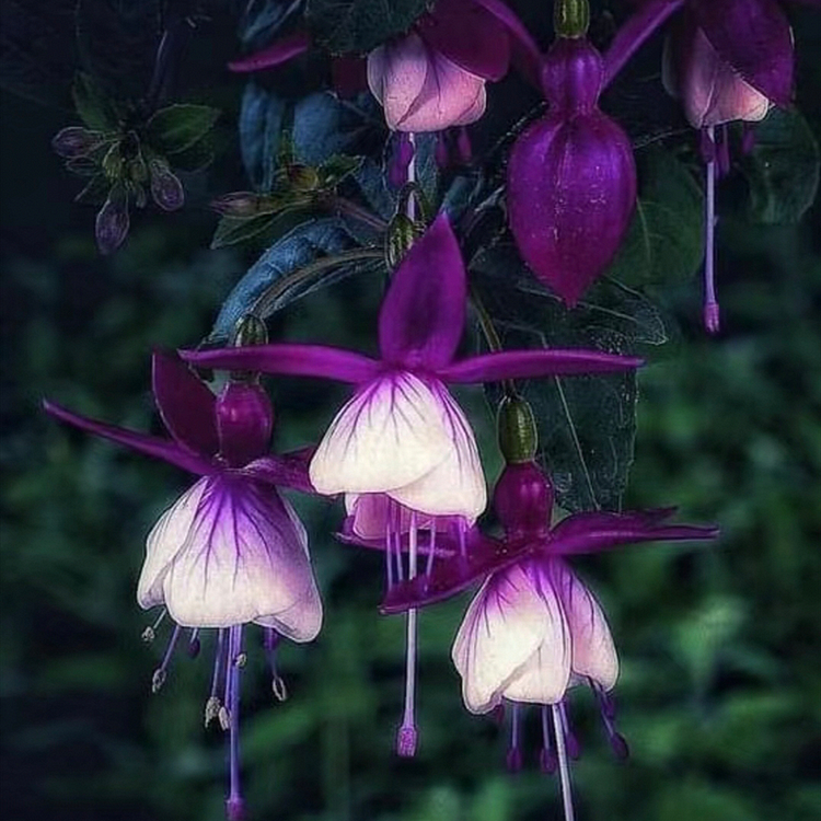 🌺Fuchsia Seeds - Lantern Flower