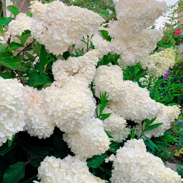 🌺Panicle Hydrangea Seeds