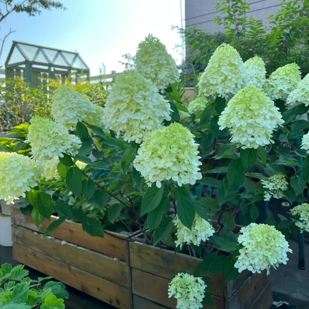 🌺Panicle Hydrangea Seeds