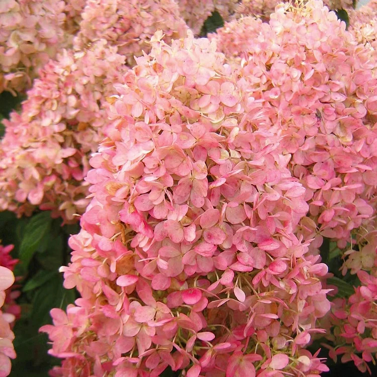 🌺Panicle Hydrangea Seeds