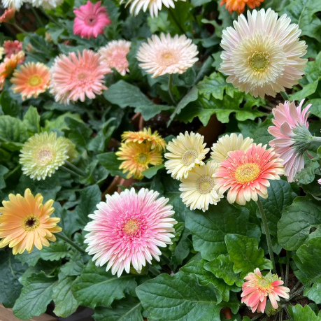 🌼Mixed Color Gerbera Seeds
