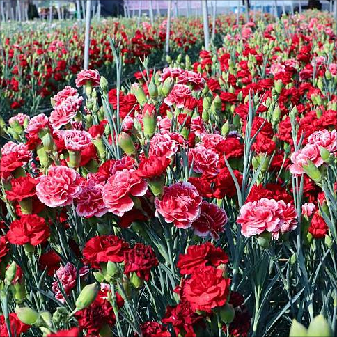 🌸[Carnation Dream Bulbs Collection —— Encountering the Colorful Flower of Mother's Love]