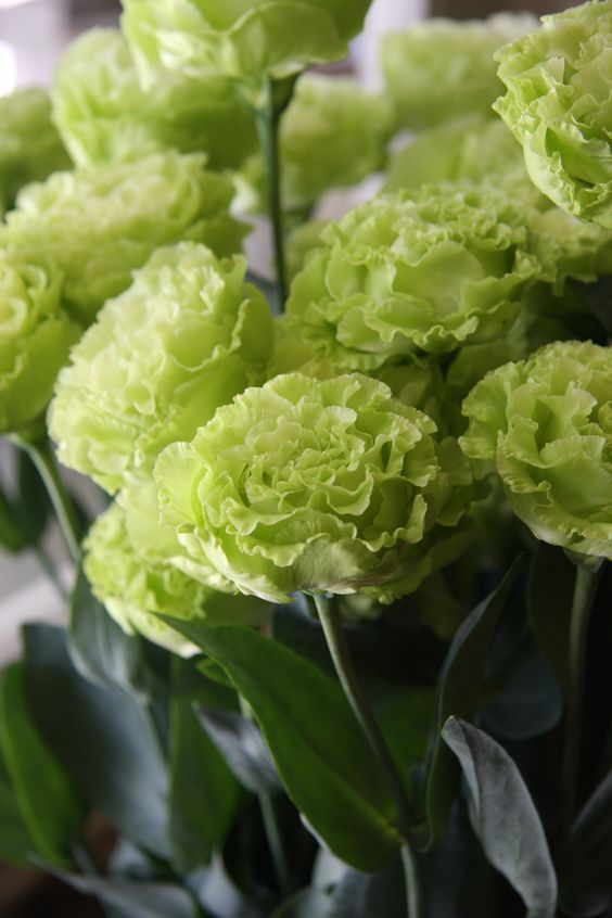 🌸[Carnation Dream Bulbs Collection —— Encountering the Colorful Flower of Mother's Love]