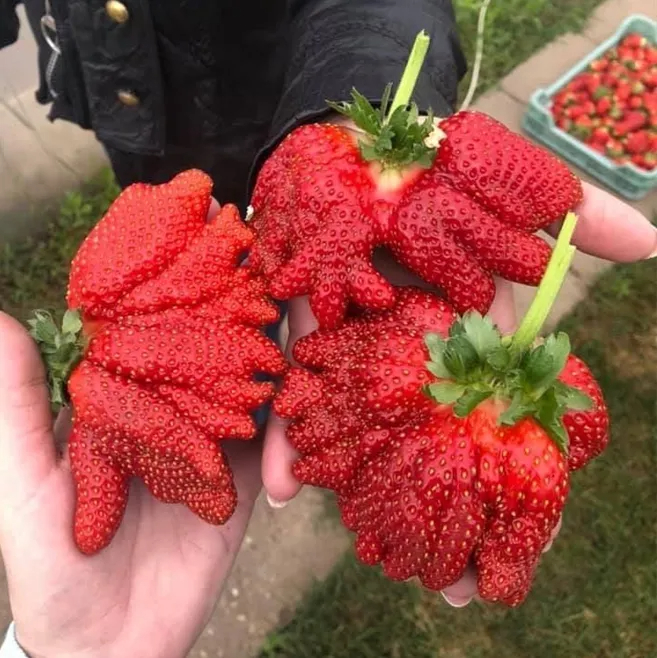 🍓Super Giant Strawberry Seeds – Grow Juicy, Extra-Large Strawberries!