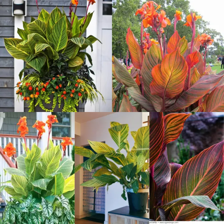 Canna Lily Seeds - Transform Your Garden with Vibrant Blooms 🌼