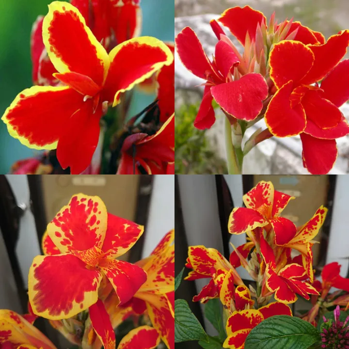 Canna Lily Seeds - Transform Your Garden with Vibrant Blooms 🌼