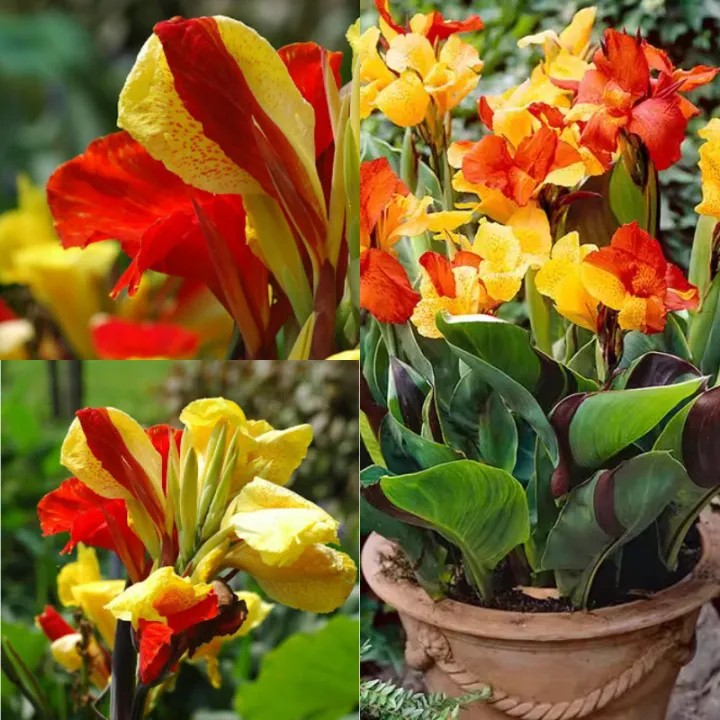 Canna Lily Seeds - Transform Your Garden with Vibrant Blooms 🌼