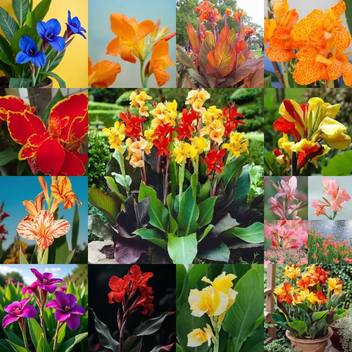 Canna Lily Seeds - Transform Your Garden with Vibrant Blooms 🌼