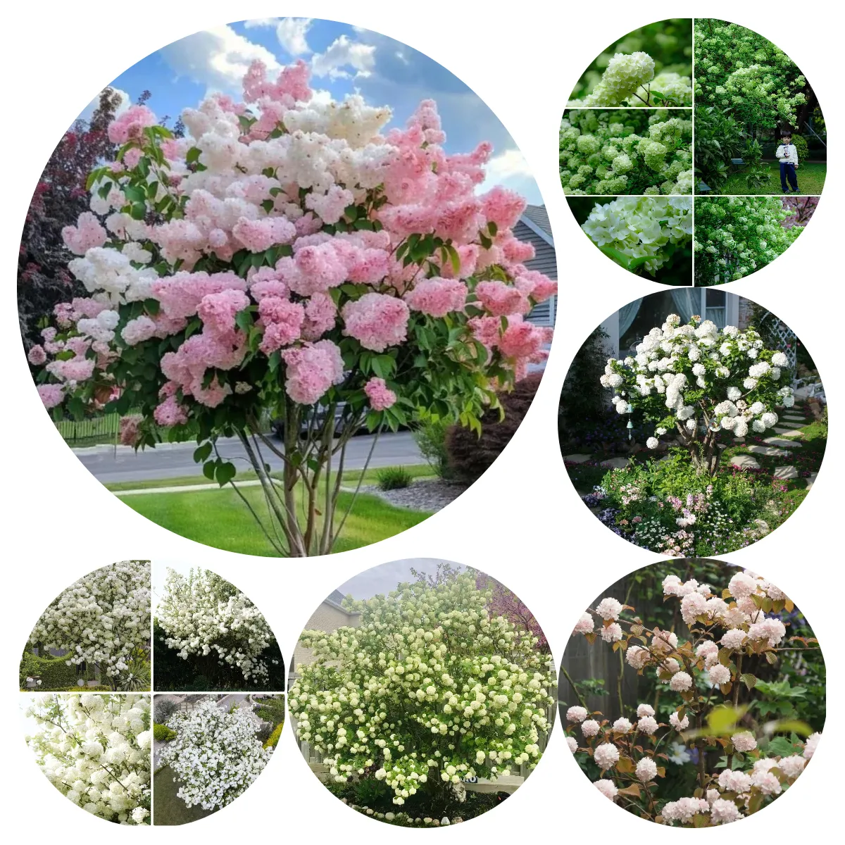 🔥Limited Time Special Offer🎉Viburnum macrocephalum