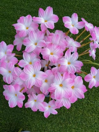 🌸Rain Lily – The Flower That Blooms with the Rain