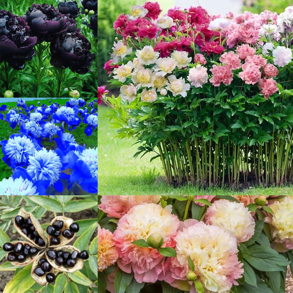 Colorful Peony Flower-Over 7 Colors.