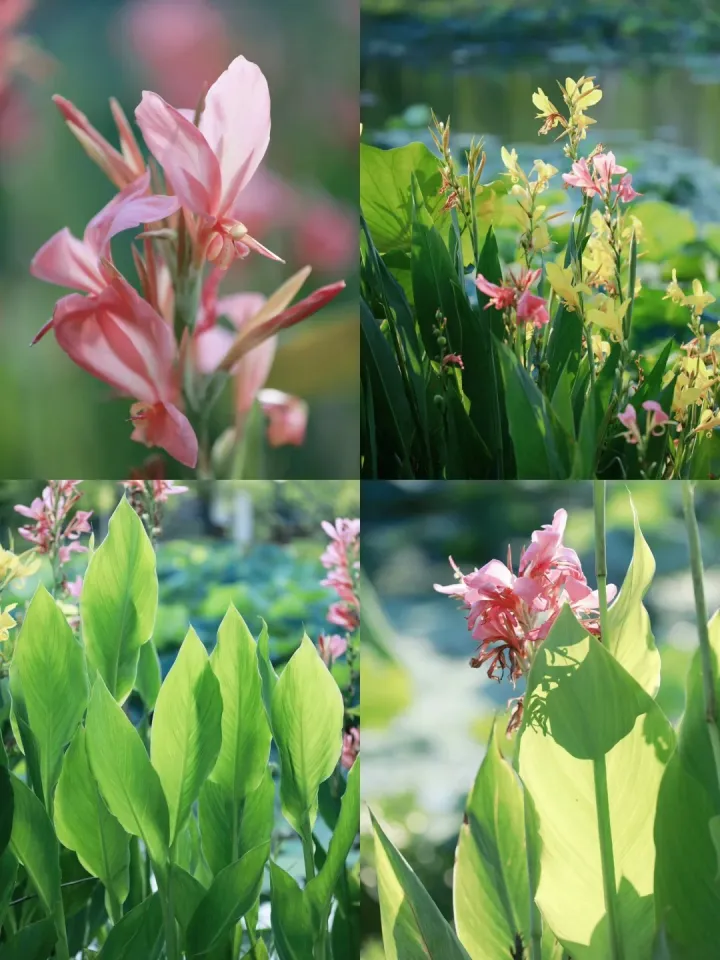 Canna Lily Seeds - Transform Your Garden with Vibrant Blooms 🌼