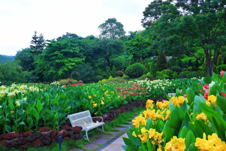 Canna Lily Seeds - Transform Your Garden with Vibrant Blooms 🌼