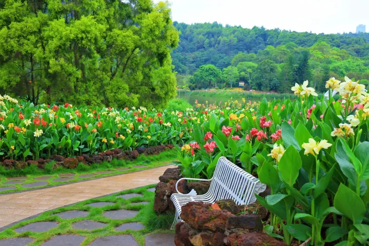 Canna Lily Seeds - Transform Your Garden with Vibrant Blooms 🌼