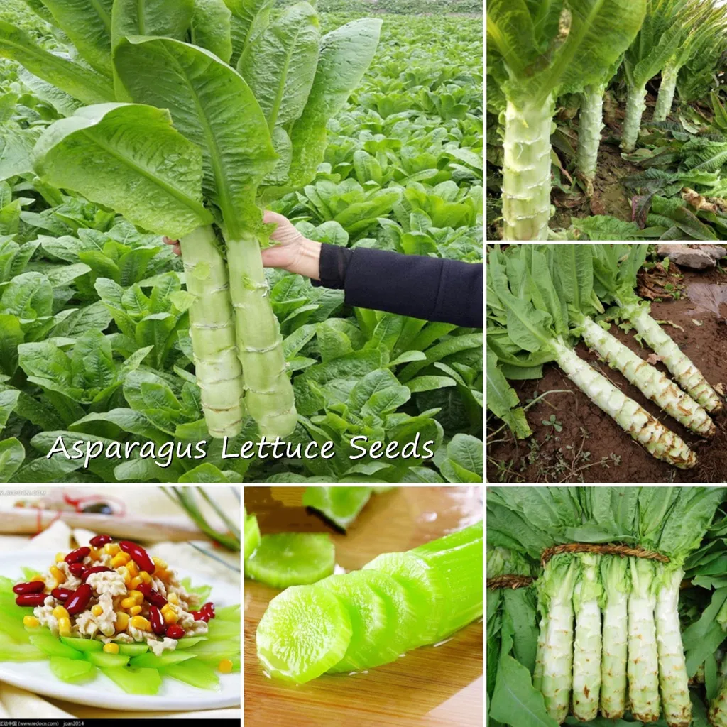 High Quality AsparagusLettuce Seeds