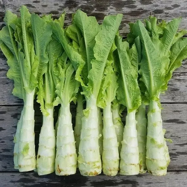High Quality AsparagusLettuce Seeds