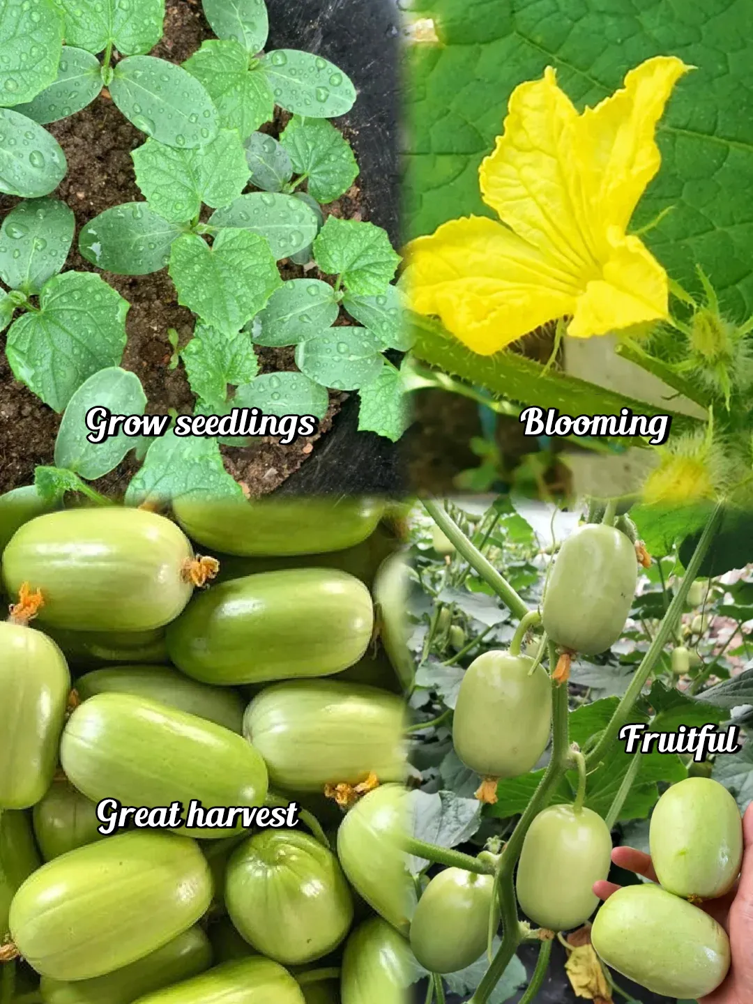 🌟 Jade Lady Cucumber Seeds🥒Refreshing, crisp and tender🍃the first choice for deliciousness!