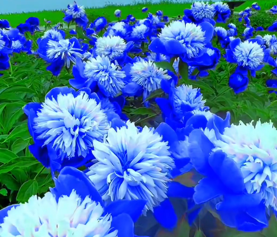 Colorful Peony Flower-Over 5 Colors.