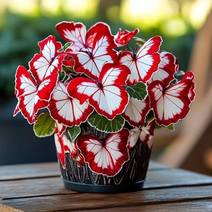 "Red & White Duo Blooms Collection" — Classic Elegance, Year-Round Drama