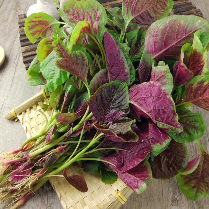 Large-Leafed Red Amaranth Seeds 
