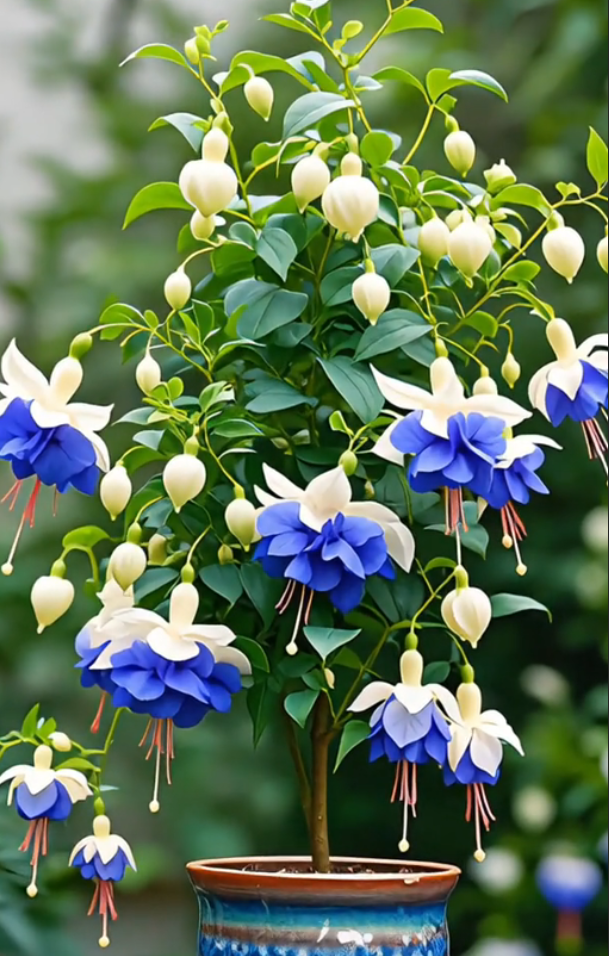 Fuchsia samen - Laternenblume