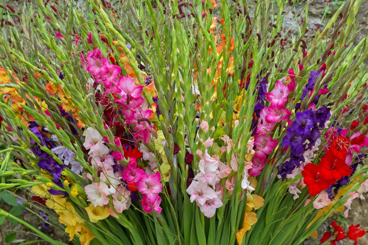 🎉Limited Time Offer: 50% Off : Gladiolus Bulbs!
