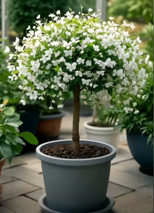 Golden Thread Butterfly Flower Seeds