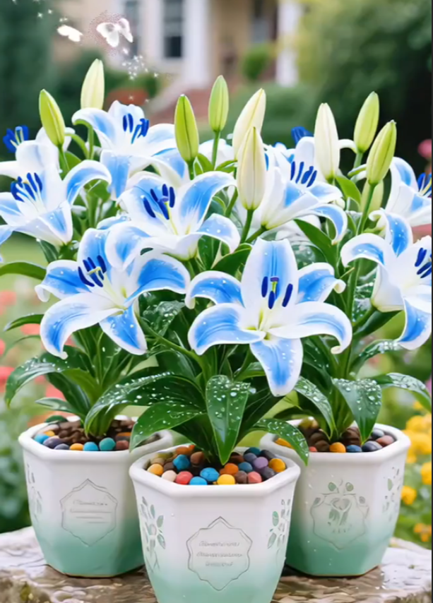 🌺Perfume Lily Bulbs—Fresh and Sweet