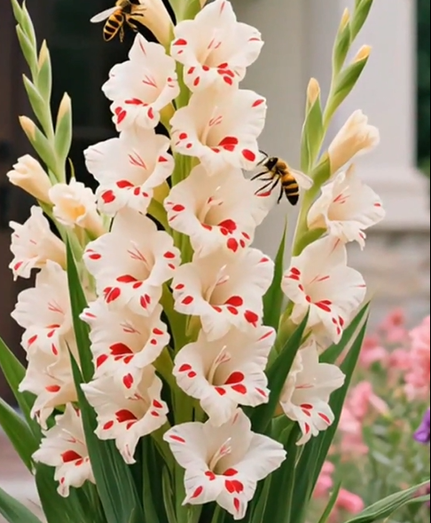 🎉Limited Time Offer: 50% Off : Gladiolus Bulbs!