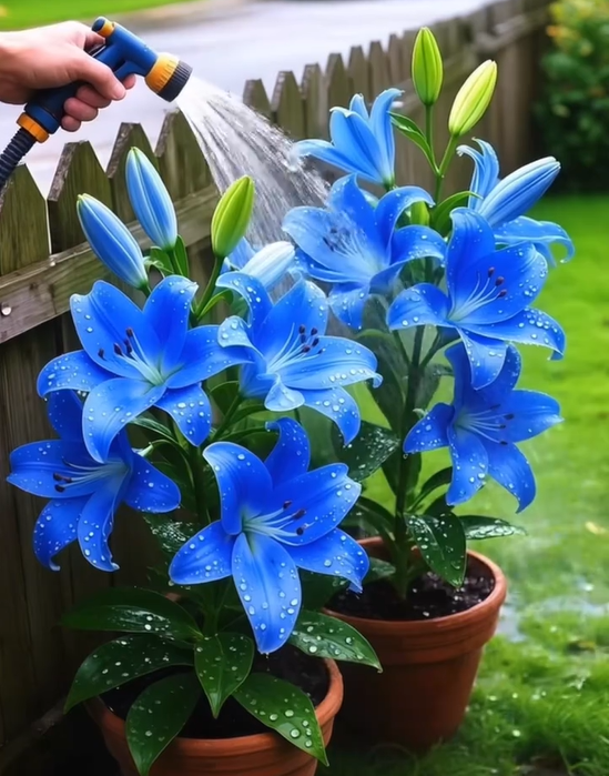 ⚜️Rare Color Double-Petaled Fragrant lily bulbs—Fresh and Sweet