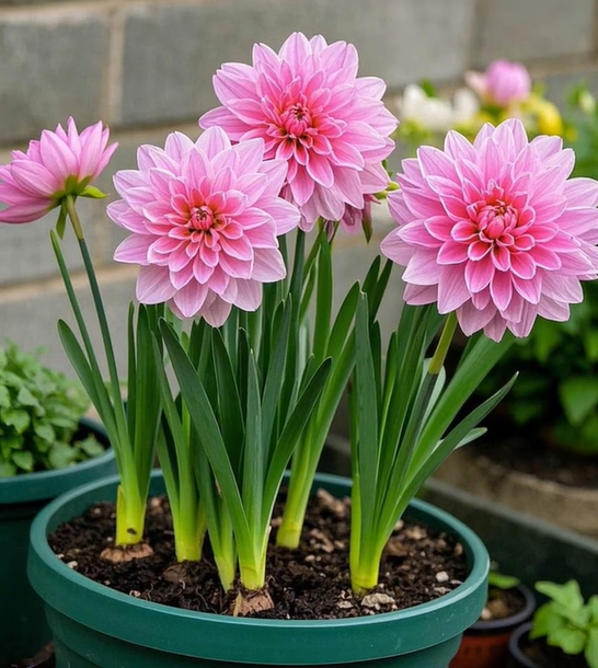 Large Flower Fragrance Fairy Dahlia Seeds