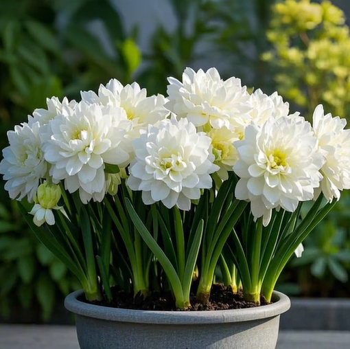 Large Flower Fragrance Fairy Dahlia Seeds