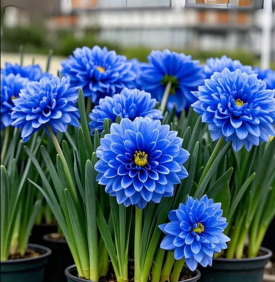 Large Flower Fragrance Fairy Dahlia Seeds