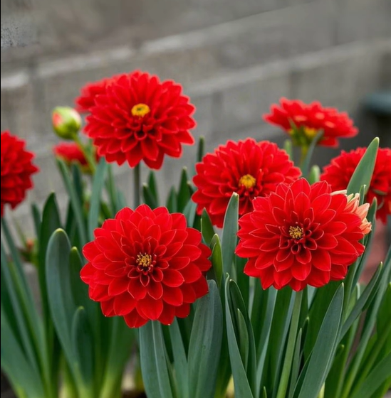 Large Flower Fragrance Fairy Dahlia Seeds