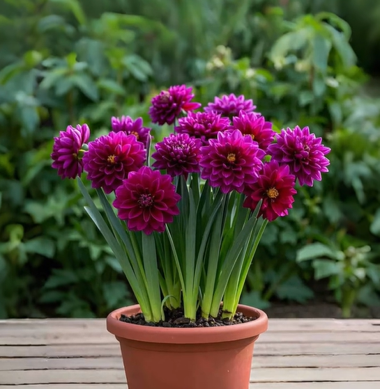 Large Flower Fragrance Fairy Dahlia Seeds