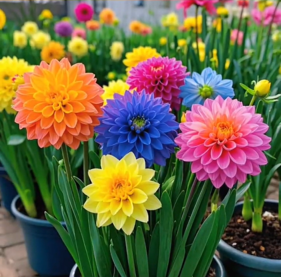 Large Flower Fragrance Fairy Dahlia Seeds