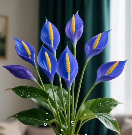 ⛵Spathiphyllum Seeds - Smooth Sailing