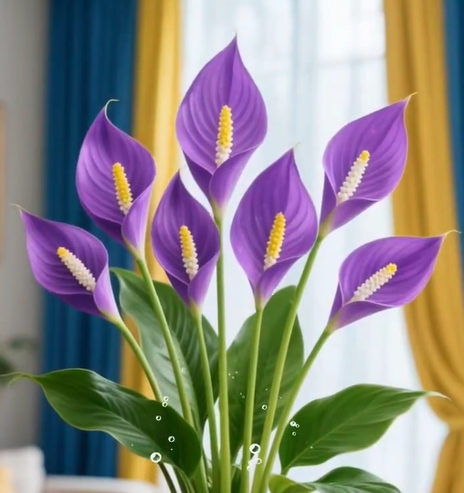 ⛵Spathiphyllum Seeds - Smooth Sailing