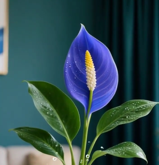 ⛵Spathiphyllum Seeds - Smooth Sailing