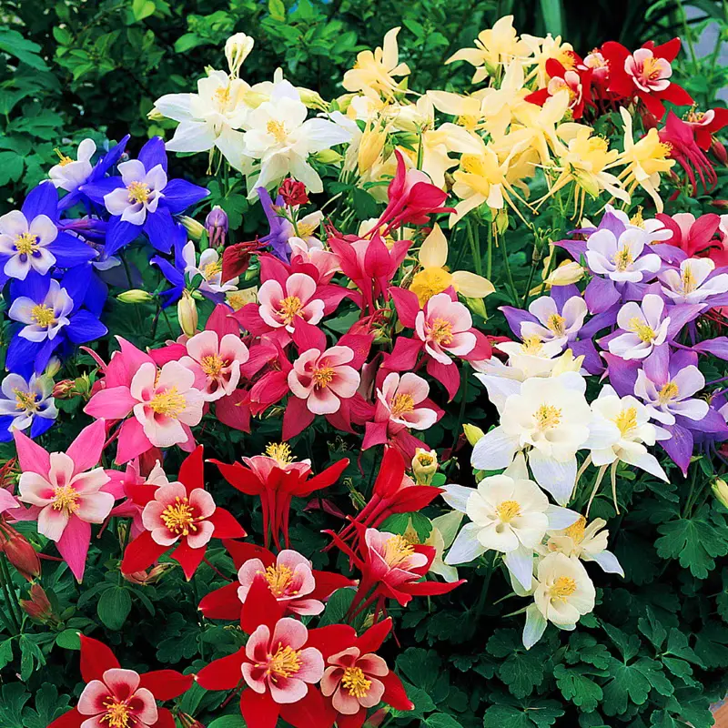 Columbine Mix Flower🐱🐾Cat's Paw Flowers Seeds