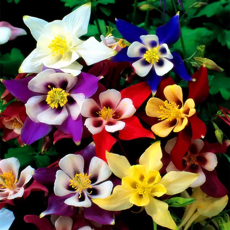 Columbine Mix Flower🐱🐾Cat's Paw Flowers Seeds