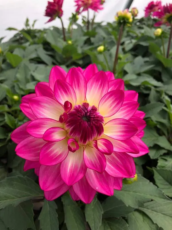 🌺Rare Dahlia