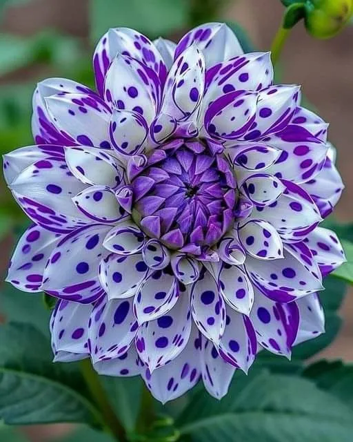 🌺Rare Dahlia