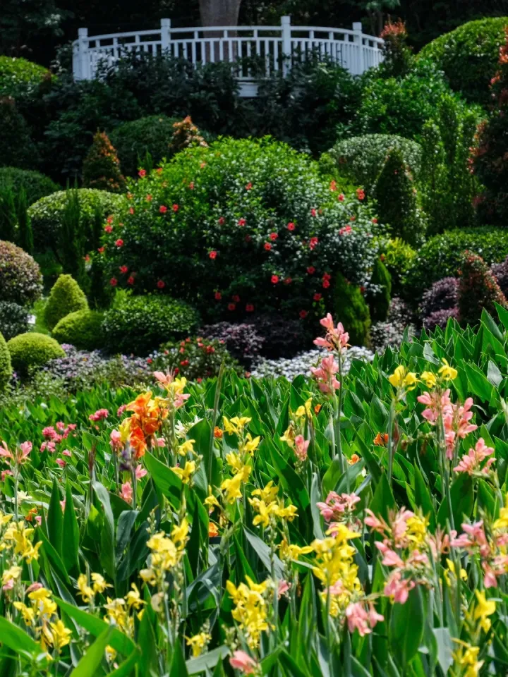 Canna Lily Seeds - Transform Your Garden with Vibrant Blooms 🌼