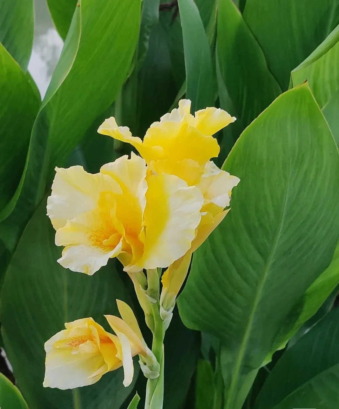 Canna Lily Seeds - Transform Your Garden with Vibrant Blooms 🌼