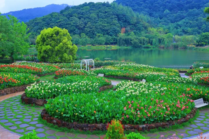 Canna Lily Seeds - Transform Your Garden with Vibrant Blooms 🌼