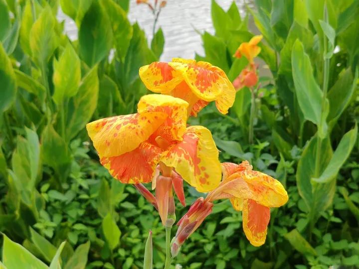 Canna Lily Seeds - Transform Your Garden with Vibrant Blooms 🌼