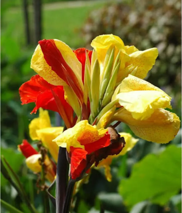 Canna Lily Seeds - Transform Your Garden with Vibrant Blooms 🌼