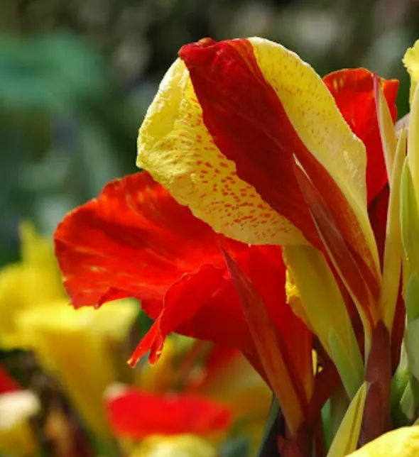 Canna Lily Seeds - Transform Your Garden with Vibrant Blooms 🌼