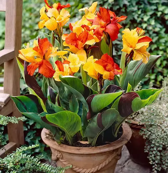 Canna Lily Seeds - Transform Your Garden with Vibrant Blooms 🌼